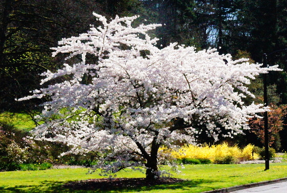 Cherry blossoms.JPG